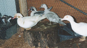 Wood Duck mutations